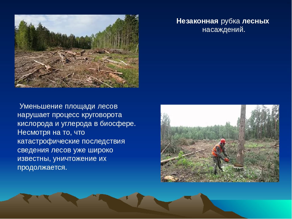 Охрана леса от вырубки. Экологические проблемы леса. Вырубка лесов презентация. Сообщение о вырубке лесов. Последствия сокращения площади лесов.